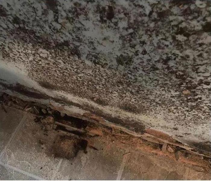 mold growth on walls and floors