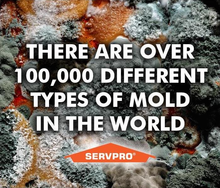 Picture of severe mold colony with 100,000 different types of mold commonly found in the world